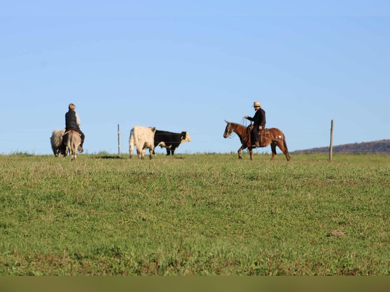 Donkey Stallion 6 years 8 hh Grey in Rebersburg