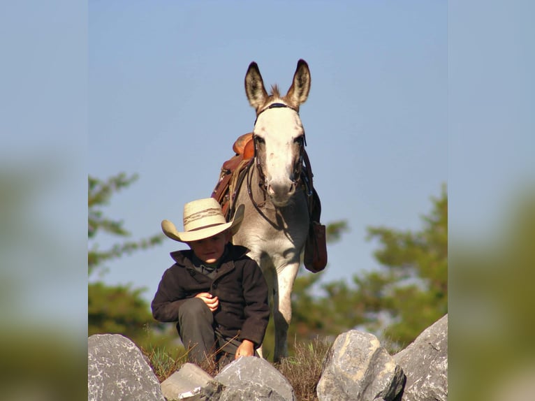 Donkey Stallion 6 years 8 hh Grey in Rebersburg