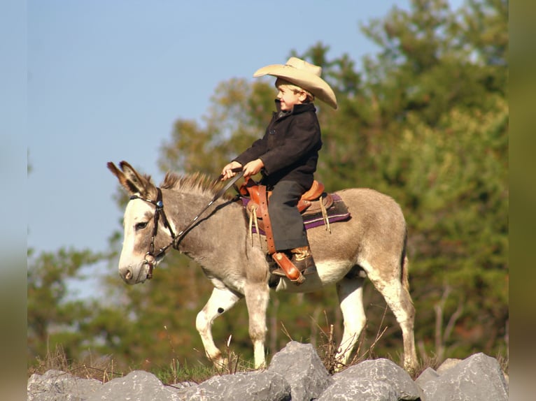 Donkey Stallion 6 years 8 hh Grey in Rebersburg