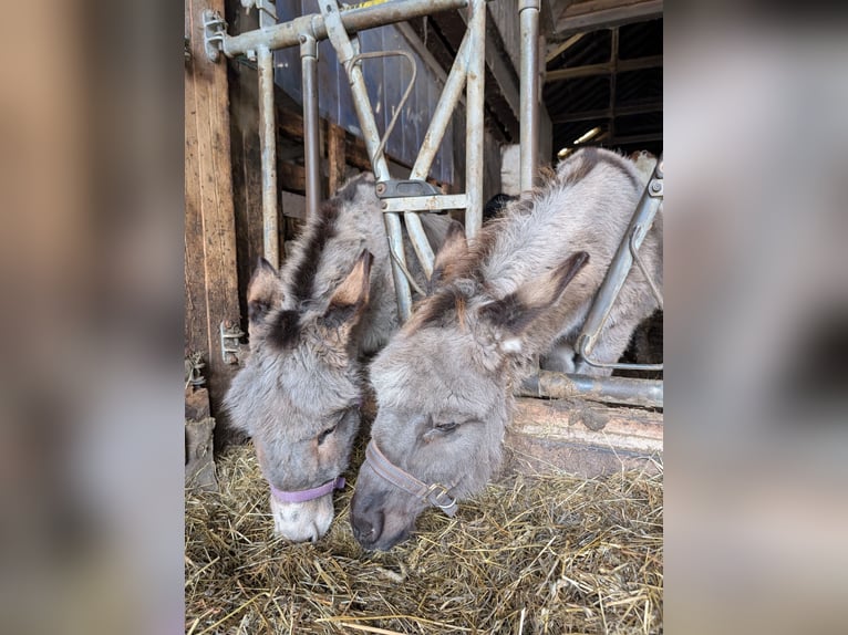 Donkey Stallion 6 years  in Greith