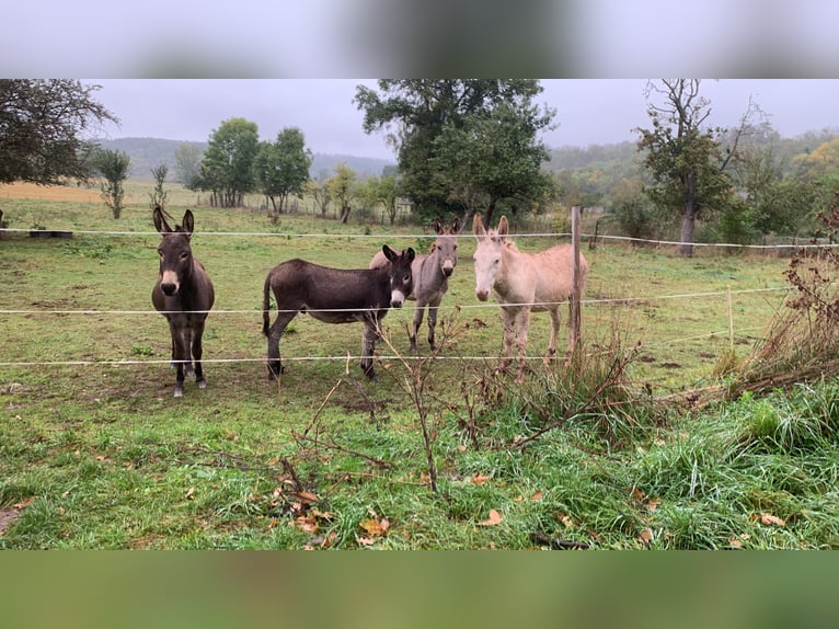 Donkey Mix Stallion 7 years 11,2 hh Cremello in Wettin