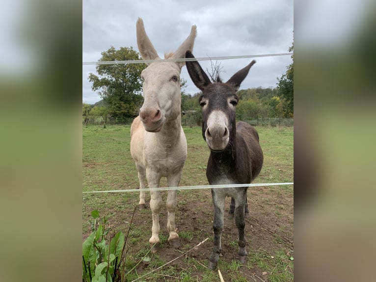 Donkey Mix Stallion 7 years 11,2 hh Cremello in Wettin