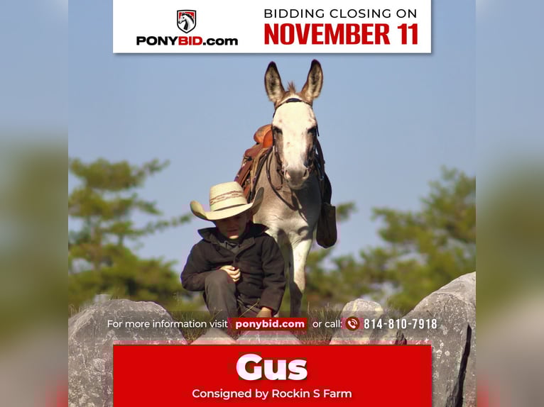 Donkey Stallion 7 years 8 hh Grey in Rebersburg