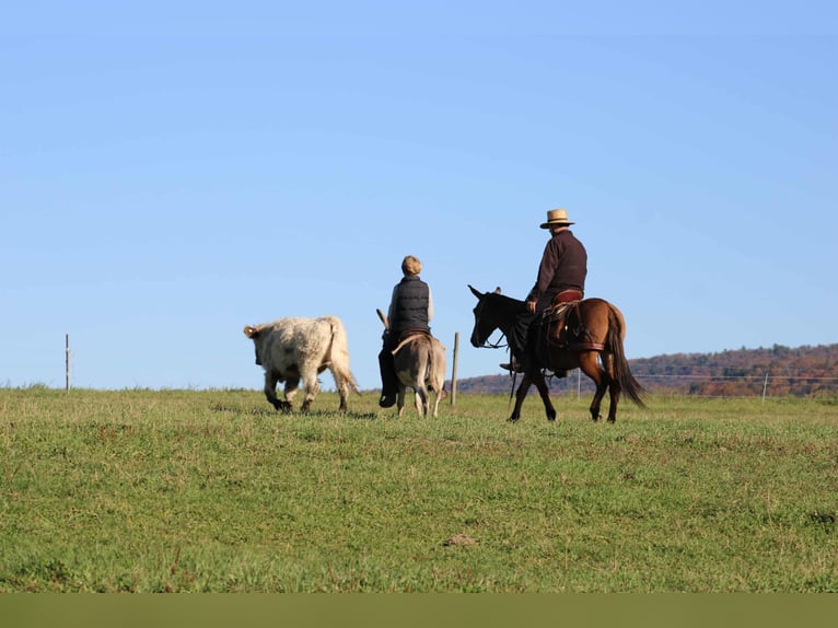 Donkey Stallion 7 years 8 hh Grey in Rebersburg