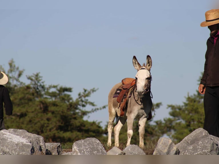 Donkey Stallion 7 years 8 hh Grey in Rebersburg