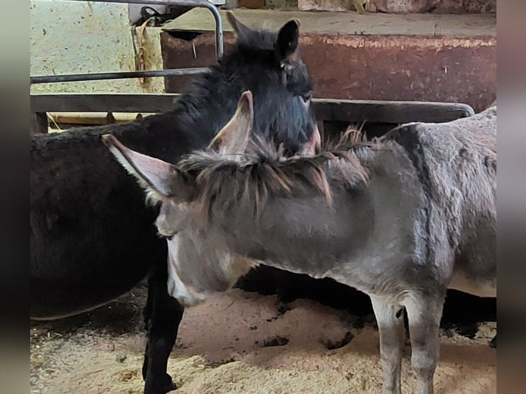 Donkey Stallion 7 years 9,2 hh Bay-Dark in Reichenfels