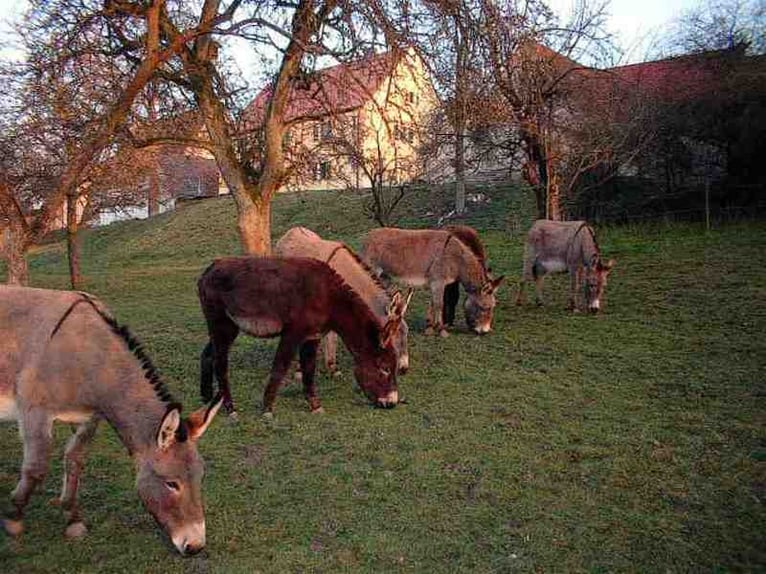 Donkey Stallion Bay-Dark in Frankfurt / Main