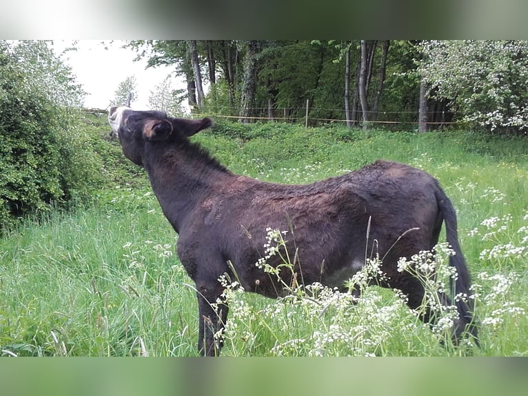 Donkey Stallion Bay-Dark in Gießen