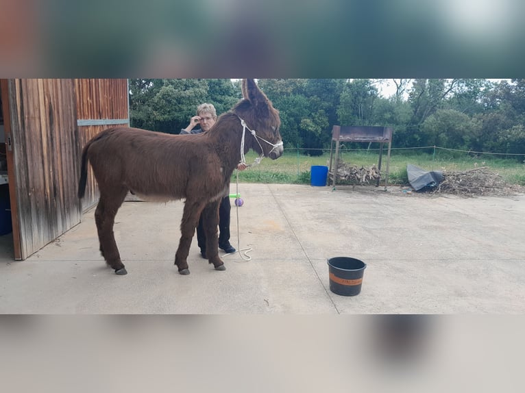 Donkey Stallion Black in Bàscara