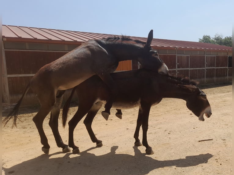 Donkey Stallion Black in B&#xE0;scara