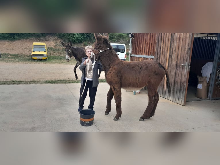Donkey Stallion Black in Bàscara