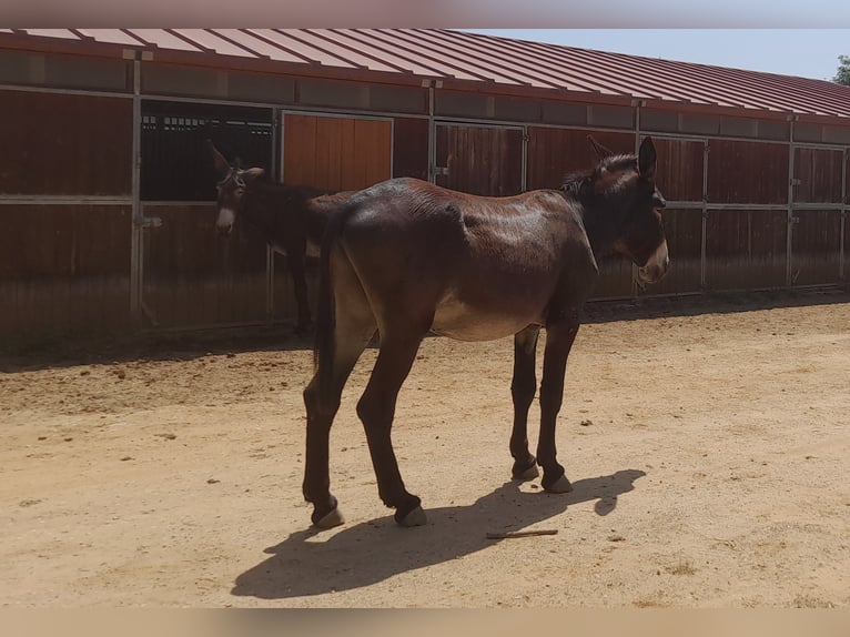 Donkey Stallion Black in B&#xE0;scara