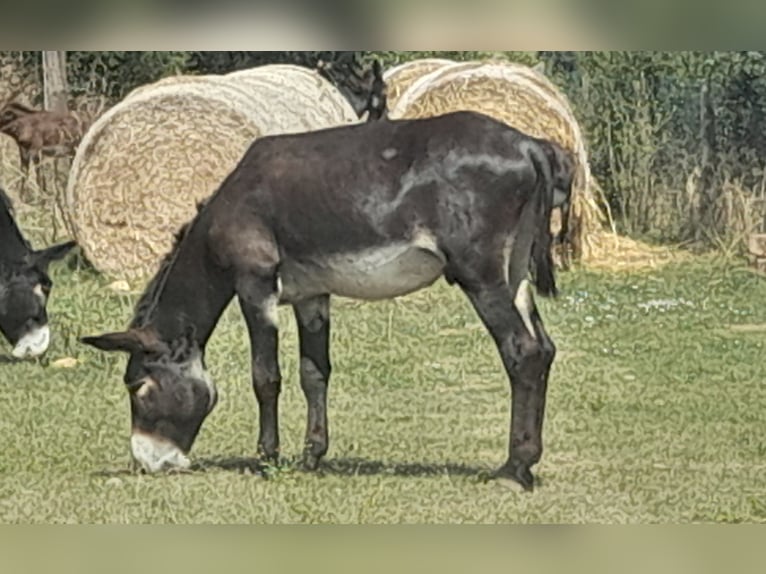 Donkey Stallion Black in B&#xE0;scara