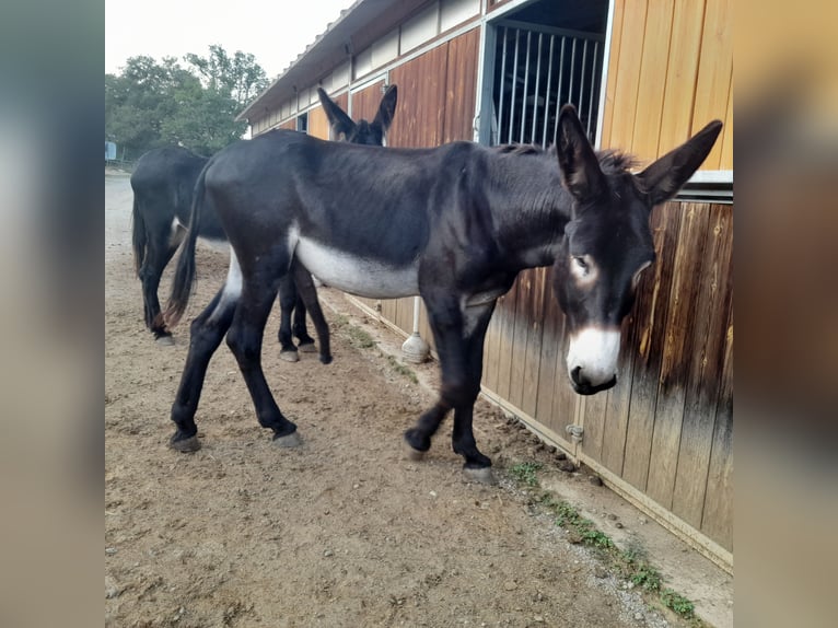 Donkey Stallion Black in B&#xE0;scara