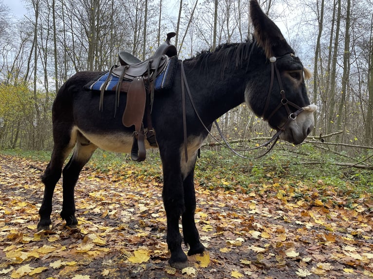 Donkey Stallion Black in Reuterstadt Stavenhagen