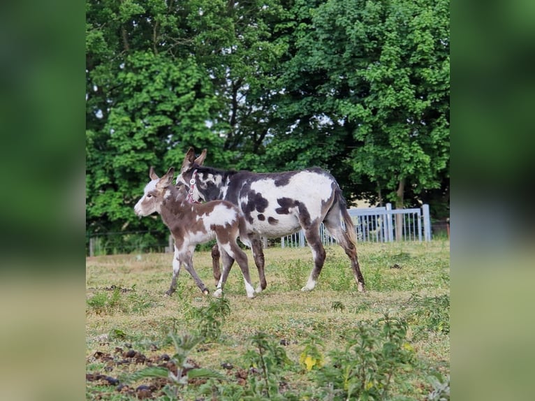 Donkey Stallion Foal (05/2025) 10,1 hh Pinto in G&#xF6;rzke