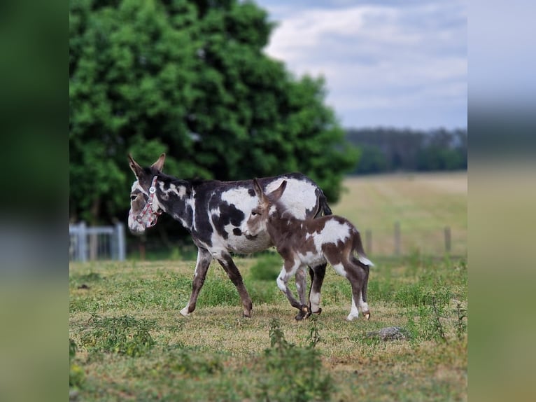 Donkey Stallion  10,1 hh Pinto in G&#xF6;rzke