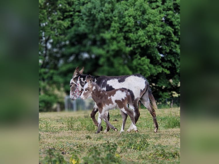 Donkey Stallion  10,1 hh Pinto in G&#xF6;rzke