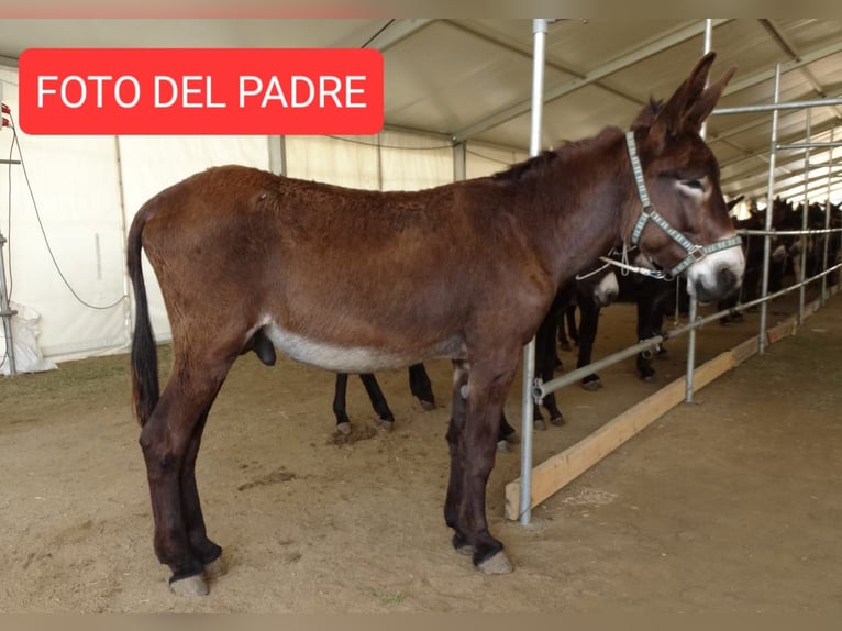 Donkey Stallion Foal (04/2024) 14,2 hh Black in Bàscara