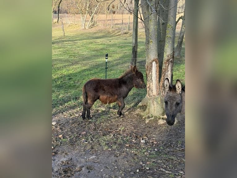 Donkey Stallion Foal (05/2025) 7,1 hh Smoky-Black in Gahlenz
