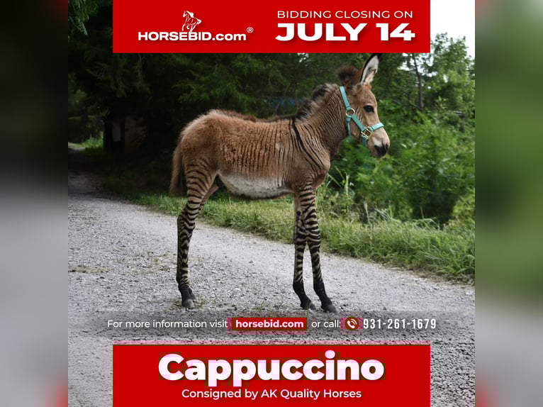 Donkey Mix Stallion Foal (03/2025) 8,2 hh in Sparta, TN
