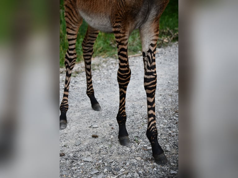 Donkey Mix Stallion Foal (03/2025) 8,2 hh in Sparta, TN
