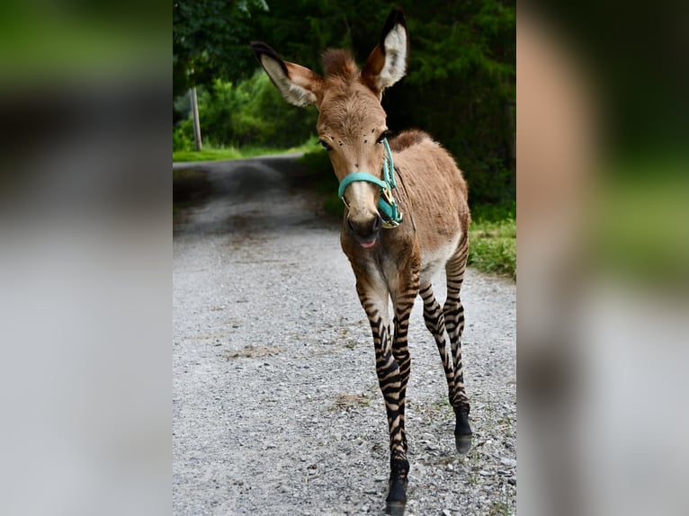 Donkey Mix Stallion Foal (03/2025) 8,2 hh in Sparta, TN