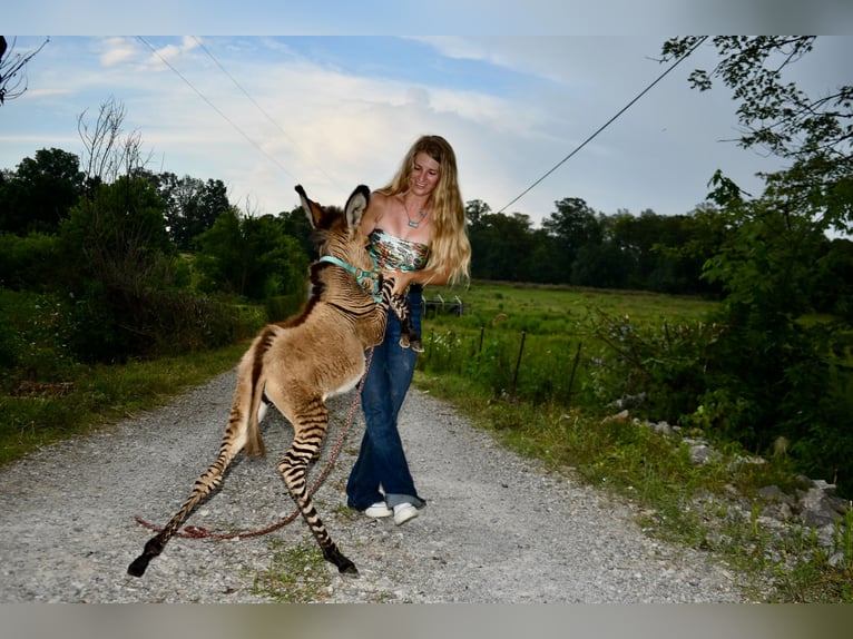 Donkey Mix Stallion  8,2 hh in Sparta, TN