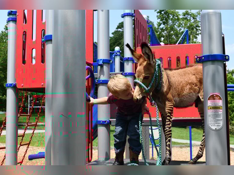 Donkey Mix Stallion  8,2 hh in Sparta, TN
