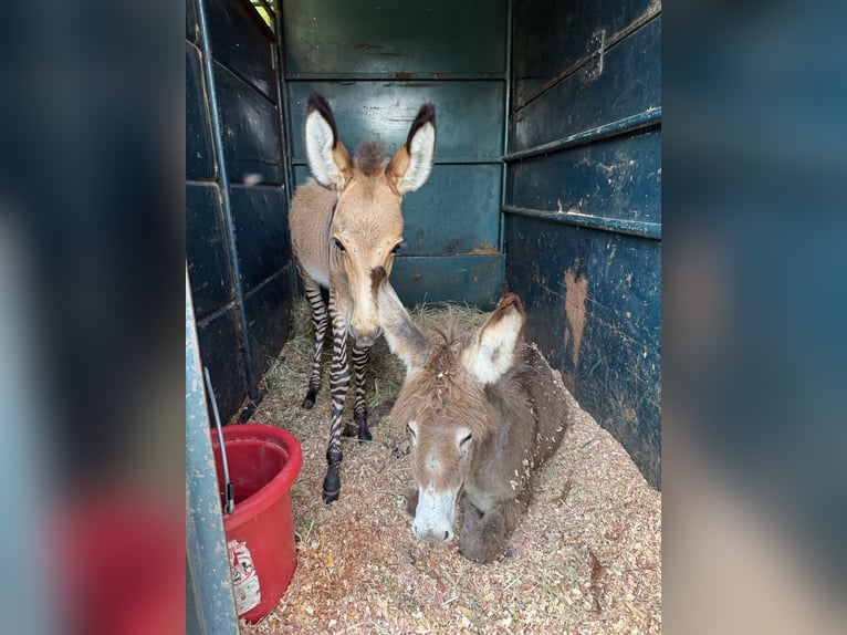 Donkey Mix Stallion  8,2 hh in Sparta, TN
