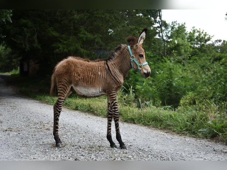 Donkey Mix Stallion  8,2 hh in Sparta, TN