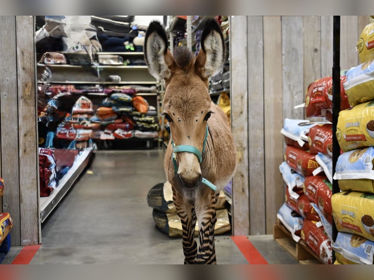 Donkey Mix Stallion  8,2 hh in Sparta, TN