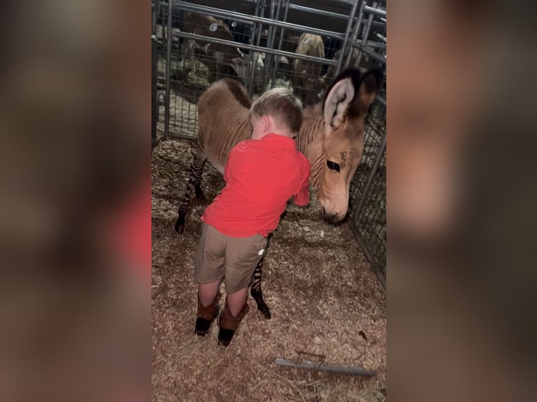 Donkey Mix Stallion  8,2 hh in Sparta, TN