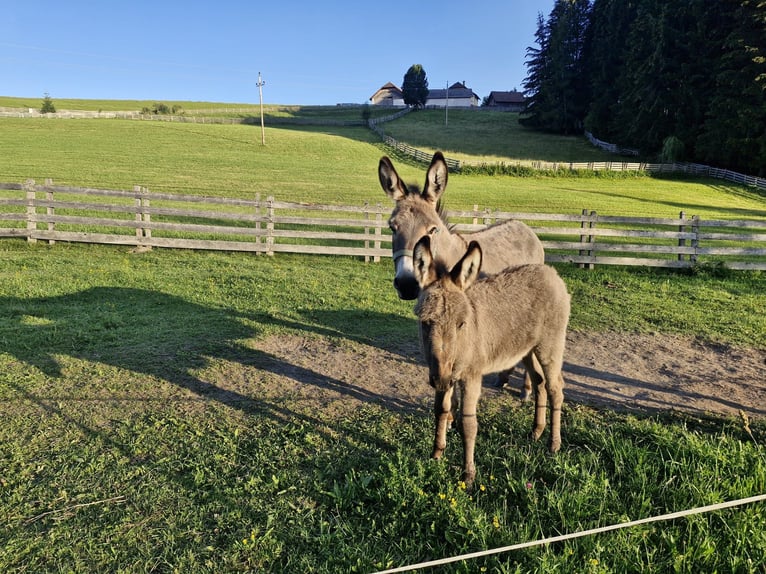 Donkey Stallion Foal (05/2026)  in Lasaberg