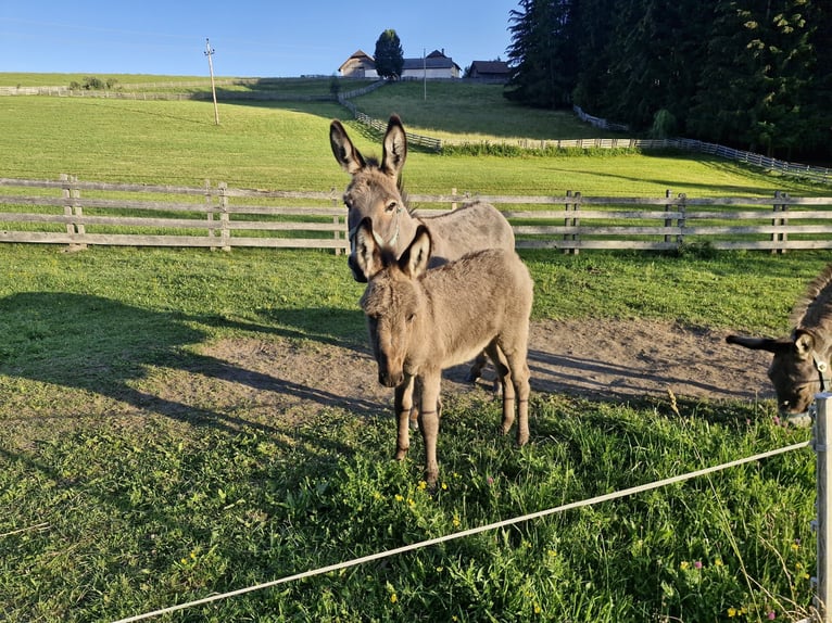 Donkey Stallion Foal (05/2026)  in Lasaberg