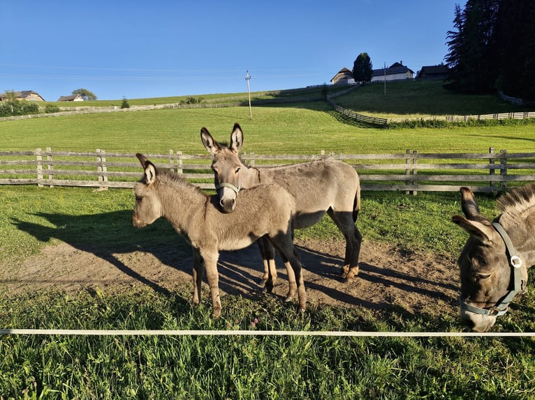 Donkey Stallion Foal (05/2026)  in Lasaberg