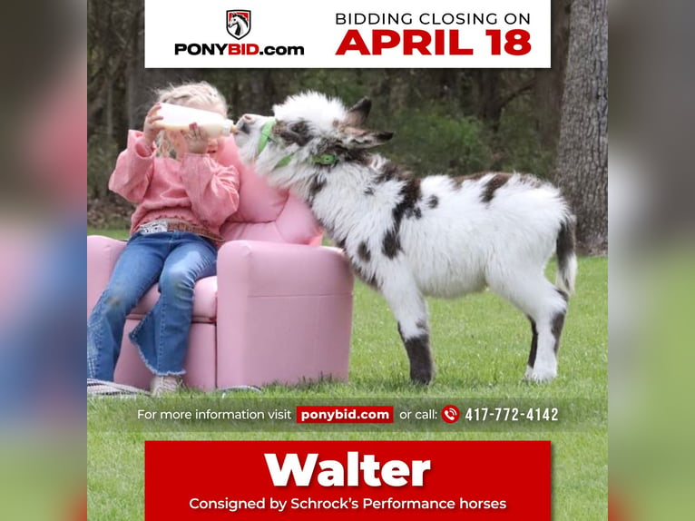 Donkey Stallion Foal (02/2024) in Purdy, MO