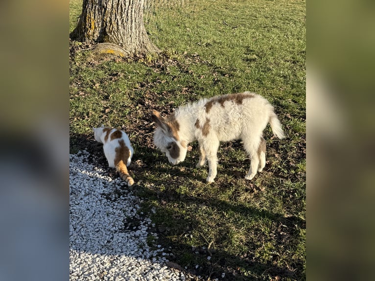 Donkey Stallion Foal (02/2026) Pinto in Tainach