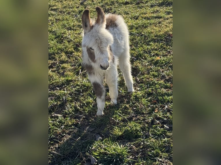 Donkey Stallion Foal (02/2026) Pinto in Tainach