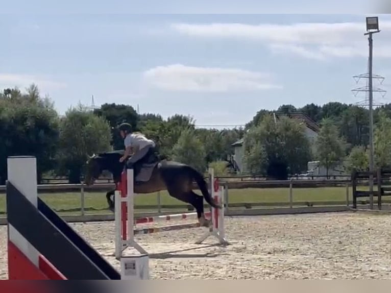 Donpferde Wallach 4 Jahre 146 cm Brauner in Essen