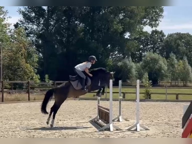Donpferde Wallach 4 Jahre 146 cm Brauner in Essen