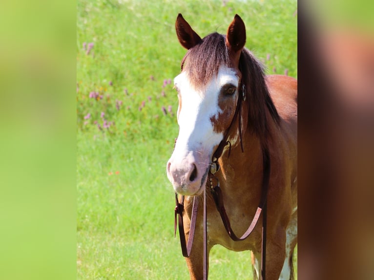 Draft Horse Mix Castrone 10 Anni 142 cm Baio roano in Lampasas