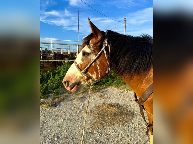 Draft Horse Mix Castrone 10 Anni 142 cm Baio roano in Lampasas