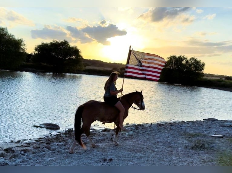 Draft Horse Mix Castrone 10 Anni 142 cm Baio roano in Lampasas