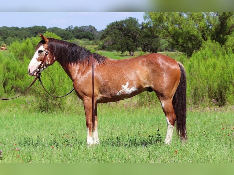 Draft Horse Mix Castrone 10 Anni 142 cm Baio roano in Lampasas