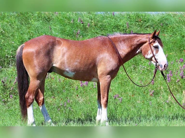 Draft Horse Mix Castrone 10 Anni 142 cm Baio roano in Lampasas