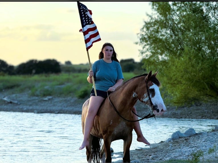 Draft Horse Mix Castrone 10 Anni 142 cm Baio roano in Lampasas