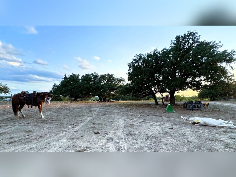 Draft Horse Mix Castrone 10 Anni 142 cm Baio roano in Lampasas