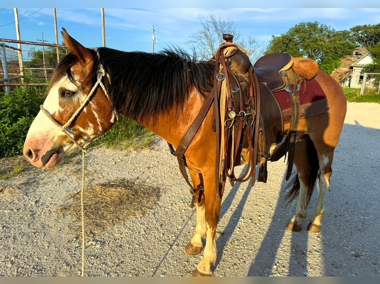 Draft Horse Mix Castrone 10 Anni 142 cm Baio roano in Lampasas