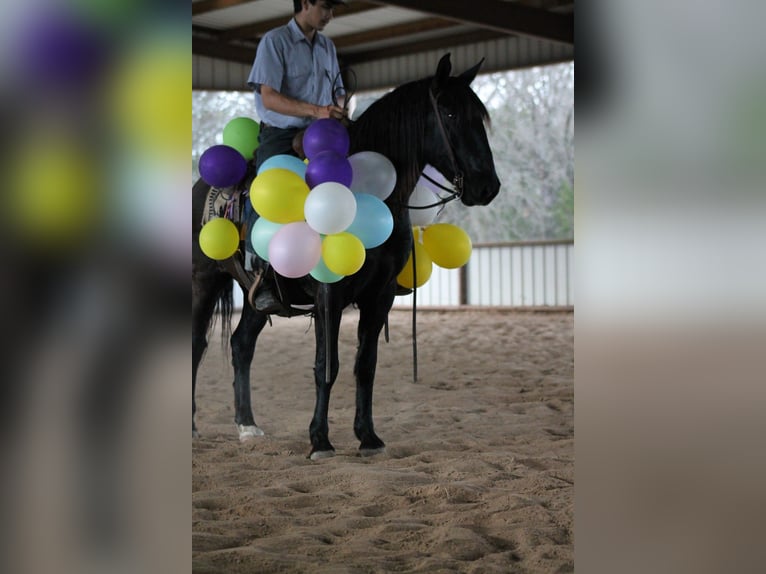 Draft Horse Mix Castrone 10 Anni 145 cm Morello in Plano
